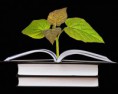 /album/educacion/matricula2012-jpg/